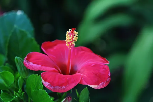 Red Hibiscus — Stock Photo, Image