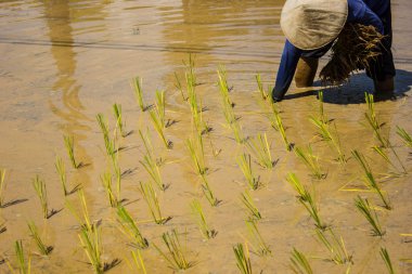 çiftçilerin pirinç büyümek.