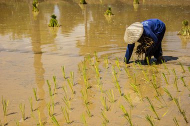 çiftçilerin pirinç büyümek.