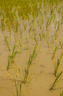 Tayland yılında pirinç fidan