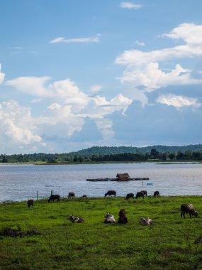 Tay mera üzerinde ineklerin.