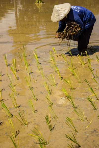 Los agricultores cultivan arroz . — Foto de Stock