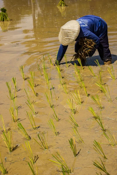 Les fermiers cultivent le riz . — Photo