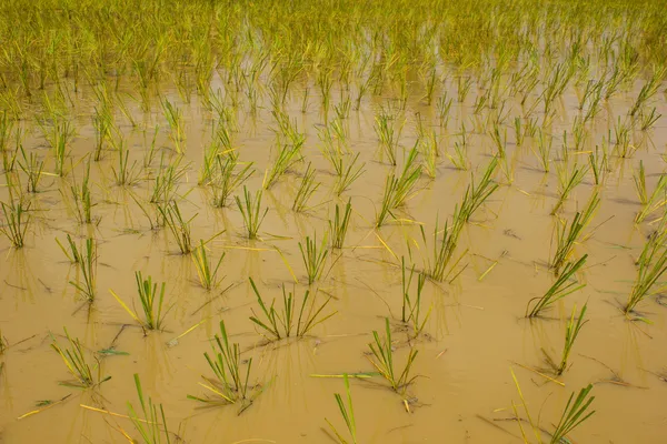 Les semis de riz dans le thaï — Photo