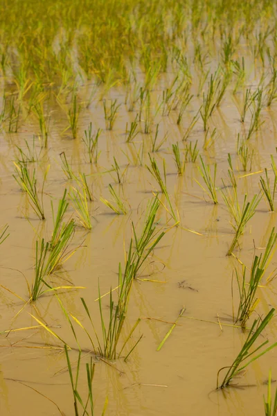 Les semis de riz dans le thaï — Photo