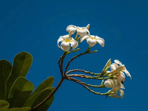 Frangipani с белым небом — стоковое фото