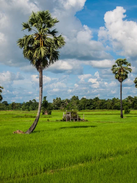 Campo con cielo azul en Asia — Foto de Stock