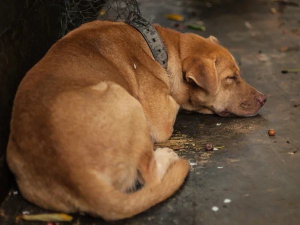 El perro marrón durmiendo . —  Fotos de Stock