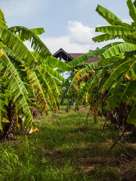 Det grønne banantreet . – stockfoto