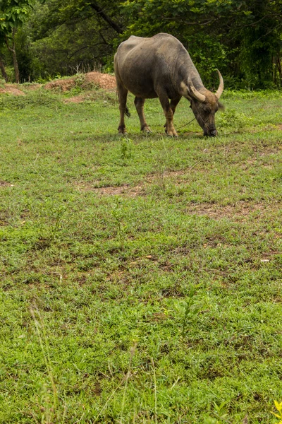 Thailand's buffalo pasture. — Stock Photo, Image