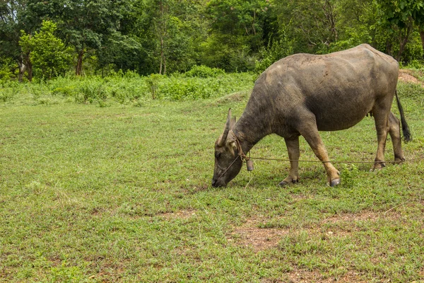 Tajlandia buffalo pastwiska. — Zdjęcie stockowe