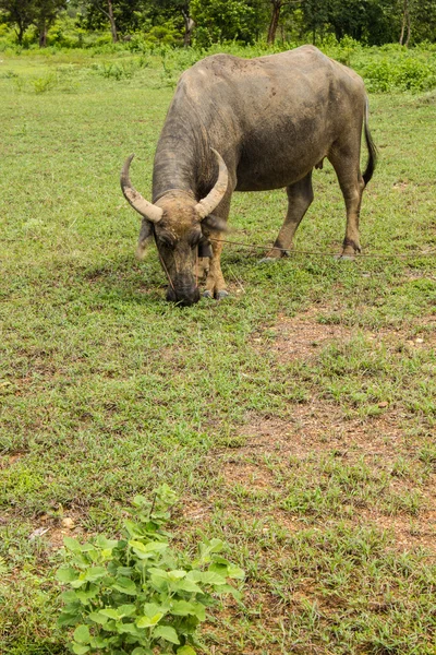 Tajlandia buffalo pastwiska. — Zdjęcie stockowe