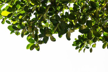 beyaz arkaplanda yeşil yapraklar