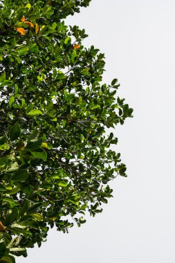 beyaz arkaplanda yeşil yapraklar