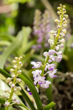 botanik, botanik, buket, şube, parlak, bud, temiz, yakın-u