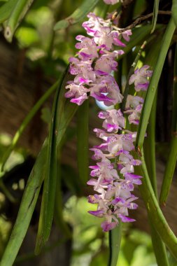  botanik, botanik, buket, şube, parlak, bud, temiz, yakın-u