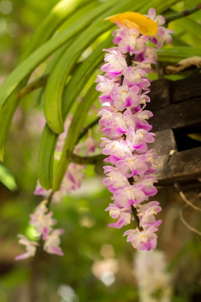 Botaniska, botanik, bukett, gren, ljusa, knopp, ren, Stäng-u — Stockfoto