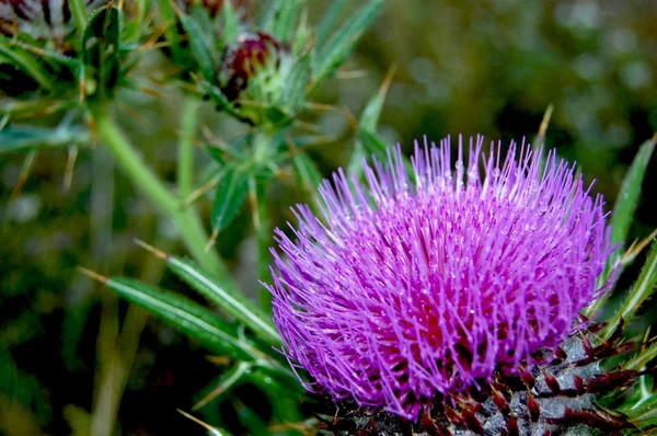 Thorn Flower — Stock Photo, Image