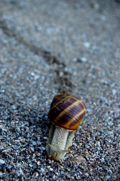 Caracol — Fotografia de Stock