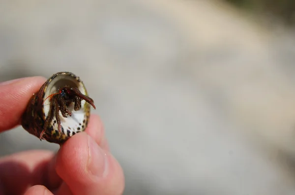 小螃蟹 — 图库照片