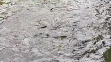 Çok tatlı su balık yayın balığı, yılanbaşı balık, yılan balığı ve diğer mücadele ne zaman yem nehirde bir yemek yemek gibi aç kalabalık