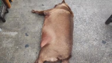 Şişko köpek av köpeği yerde uyuyor.