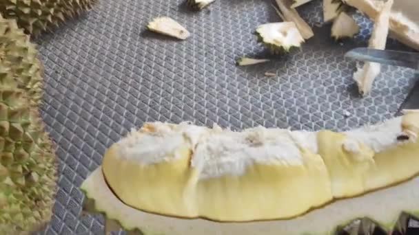 Homem Jardineiro Cortado Durian Aberto Carne Aberta Durian Gostoso Amarelo — Vídeo de Stock
