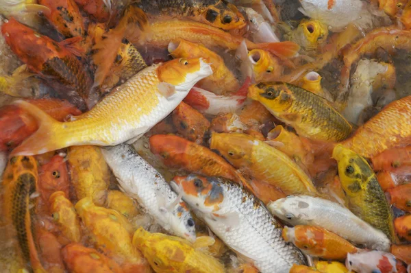 koi sazan balığı.