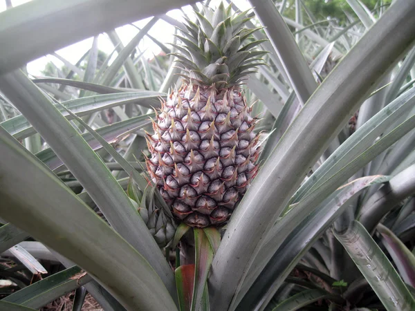 Ananas Fotografia Stock