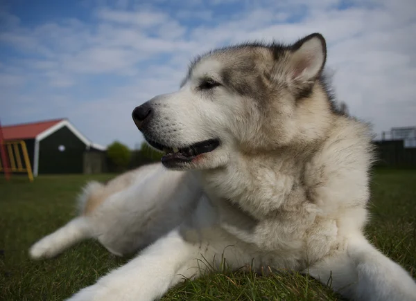 Alaskan malamute — Stock Photo, Image