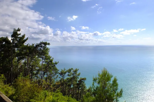 Pines ve Karadeniz ile peyzaj