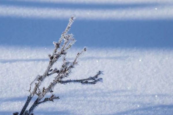 Kar arka plan üzerinde şube