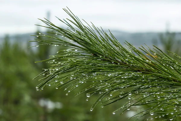 bir yağmur sonra çam dalı