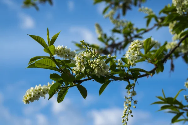 Gökyüzüne karşı yeni gelişen bir kuş kiraz Şubesi
