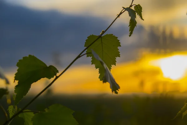 Bir gün batımı bir arka plan üzerinde huş ağacı yaprakları