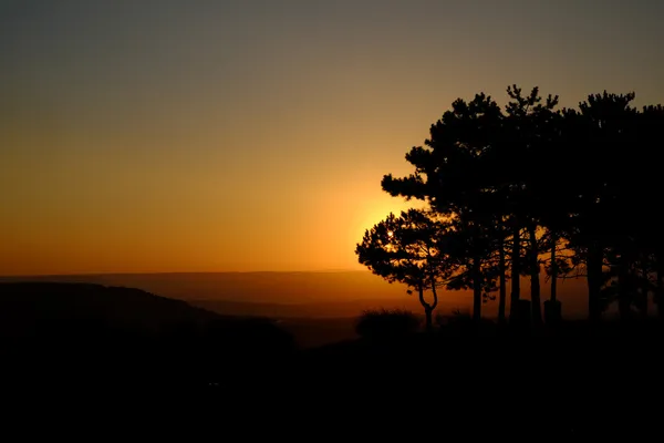 Sunrise in the hilly district with growing pines — Stock Photo, Image