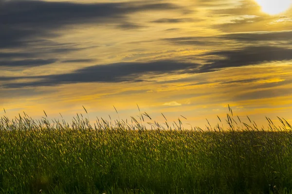 Weizenfeld bei Sonnenuntergang Stockbild