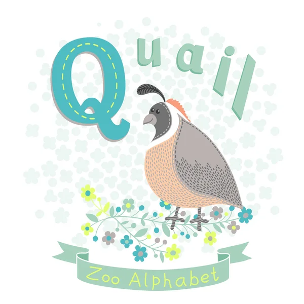 Letter Q - Quail — Stock Vector