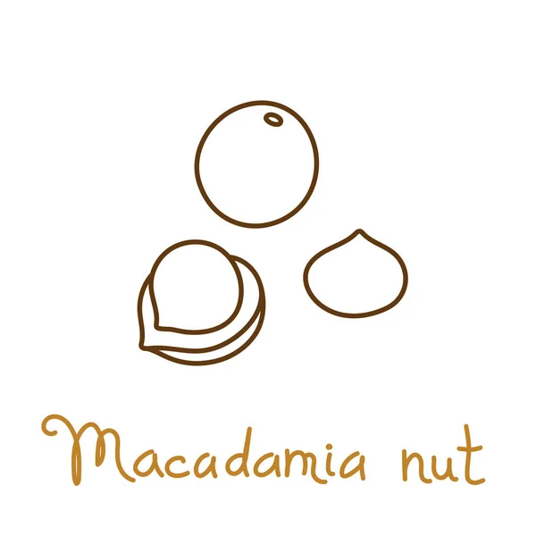Макадамія горіховий ручний графічний елемент для дизайну упаковки горіхів і насіння або закуски. Векторні ілюстрації в стилі лінійного мистецтва — стоковий вектор