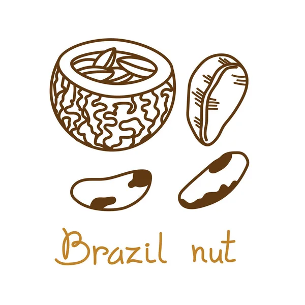 Brazílie matice ručně kreslené grafický prvek pro balení designu ořechů a semen nebo svačinu. Vektorová ilustrace ve stylu čárového umění — Stockový vektor