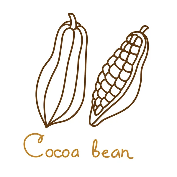 Cacao fagiolo elemento grafico disegnato a mano per il design di imballaggio di bevande o snack. Illustrazione vettoriale in linea stile arte — Vettoriale Stock