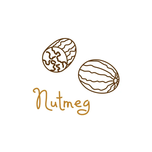 Muskatnuss, handgezeichnetes Grafikelement für die Verpackung von Nüssen und Samen oder Snacks. Vektor-Illustration im Linie-Art-Stil — Stockvektor