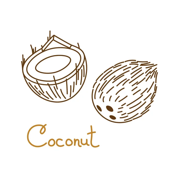 Kokosový ořech, kokosový ořech, kokosový ořech, ručně kreslený grafický prvek pro balení oříšků nebo svačiny. Vektorová ilustrace ve stylu čárového umění — Stockový vektor