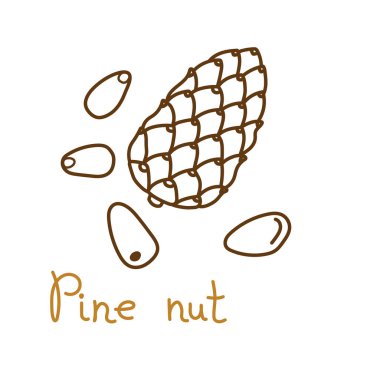 Fındık, tohum ya da atıştırmalık paketleme tasarımı için çam fıstığı veya sedir cevizi elle çizilmiş grafik elementi. Satır sanat tarzında vektör illüstrasyonu