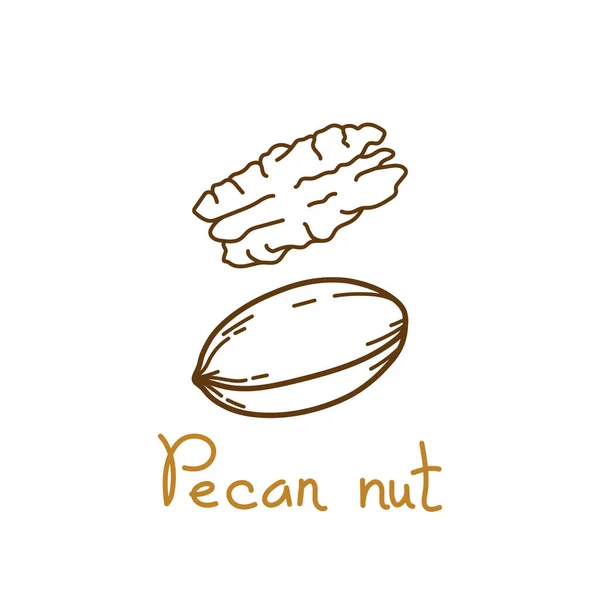 Elemento grafico noce pecan disegnato a mano per il packaging di frutta a guscio e semi o snack. Illustrazione vettoriale in linea stile arte — Vettoriale Stock