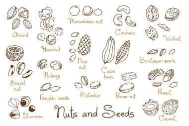 Elle çizilmiş fındık ve tohumları yerleştir. Ceviz, fıstık ve ayçekirdeği. Badem, fıstık, fındık, fındık ve macadamia. Çizgi sanatı tarzında resimleme