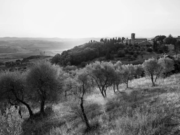 Ελαιόδεντρα Κοντά Στο Montalcino Στο Convento Dell Osservanza Στην Τοσκάνη — Φωτογραφία Αρχείου