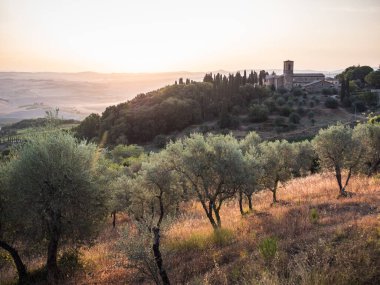 Montalcino yakınlarındaki Toskana 'daki Convento dell' Osservanza 'da zeytin ağaçları sabahın erken saatlerinde