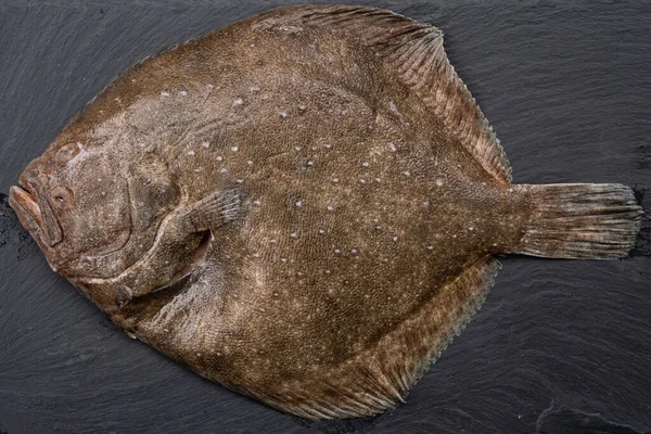 Turbot Raw Flat Fish on a Dark Plate, also called scophthalmus maximus