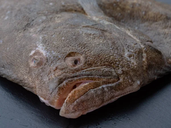 Turbot Raw Flat Fish Head Detail Close-Up, also called scophthalmus maximus